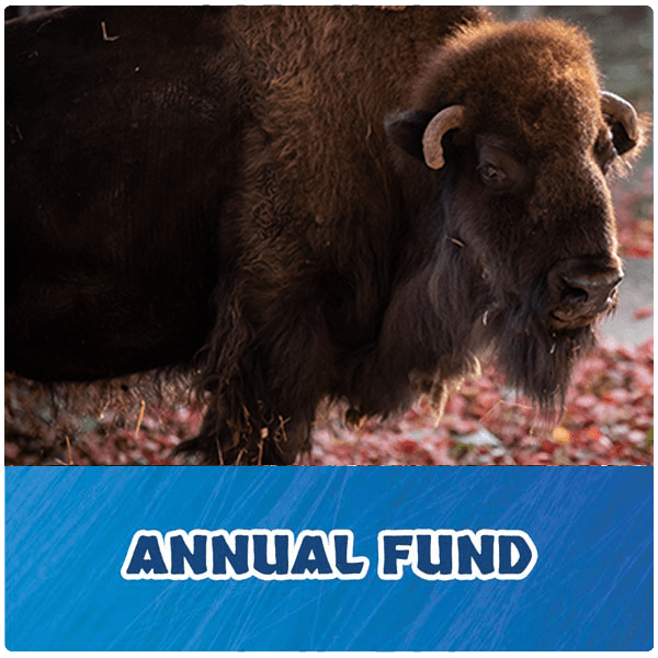 Annual Fund