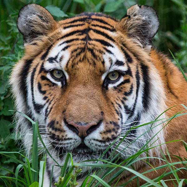 The Buffalo Zoo | Animal Experiences & Event Spaces | Buffalo, NY