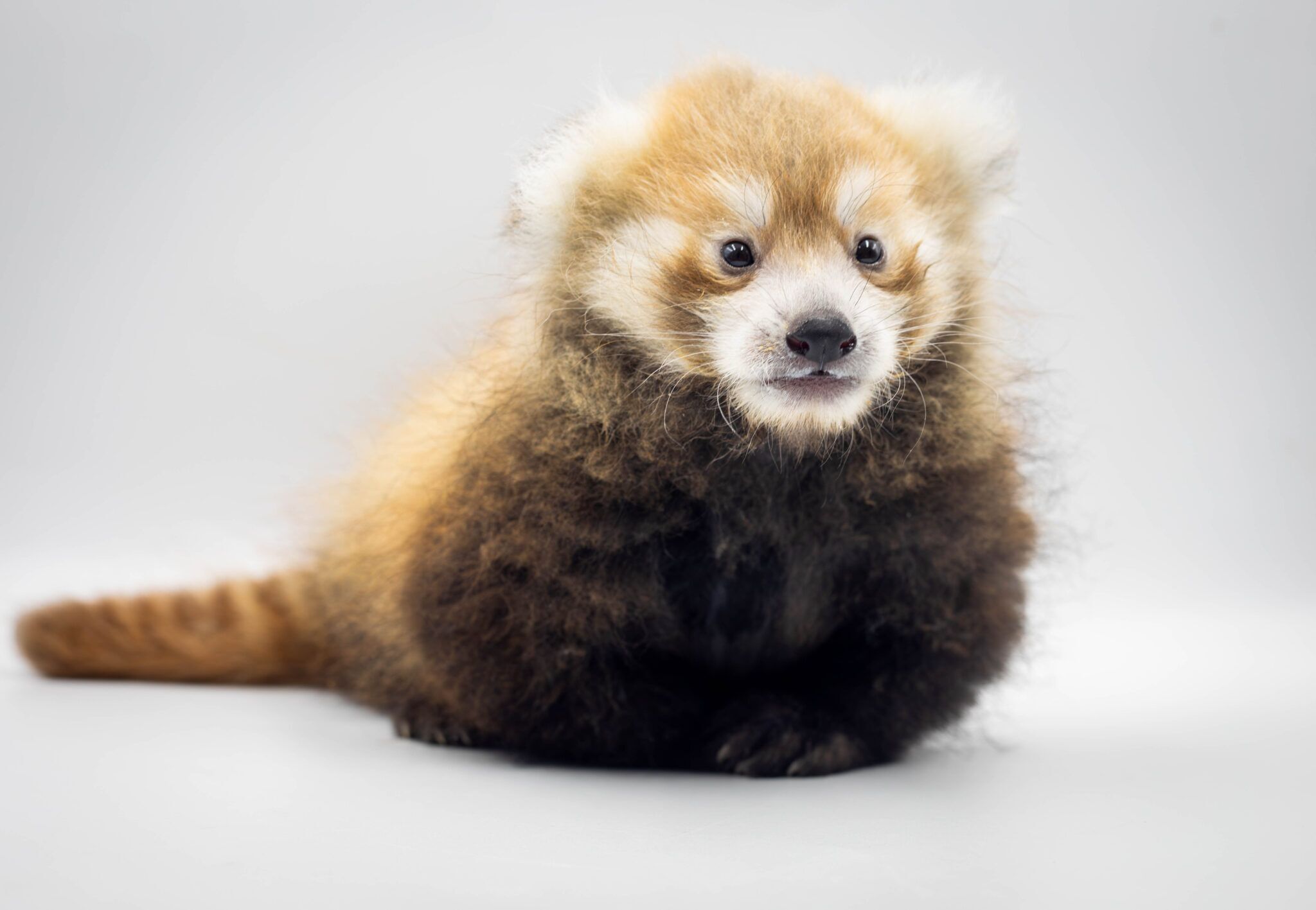 Red panda cub born at the Buffalo Zoo - Buffalo Zoo