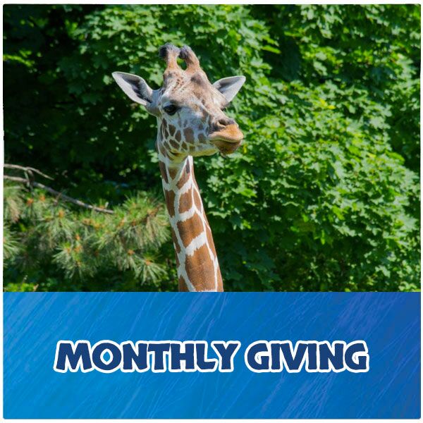 Monthly Giving